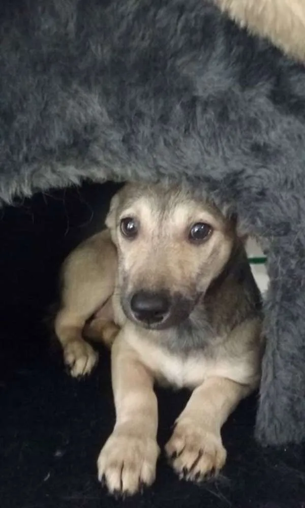 Cachorro ra a srd idade 2 a 6 meses nome Raquel