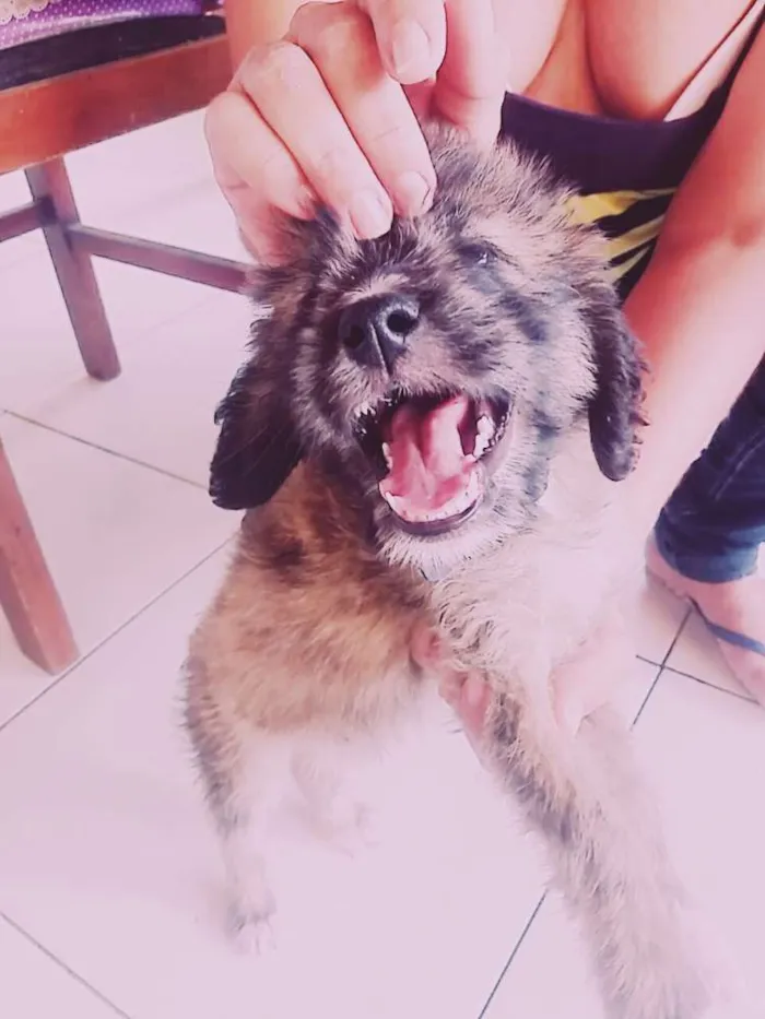 Cachorro ra a Indefinido  idade 2 a 6 meses nome Julie