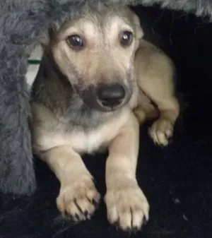 Cachorro raça srd idade 2 a 6 meses nome Raquel