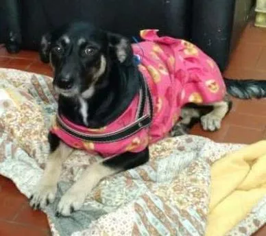 Cachorro ra a srd idade 7 a 11 meses nome Mel