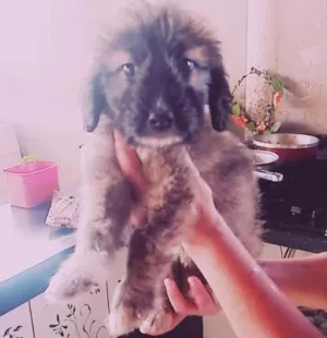 Cachorro raça Indefinido  idade 2 a 6 meses nome Julie