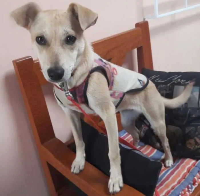 Cachorro ra a SRD idade 2 a 6 meses nome Zoe