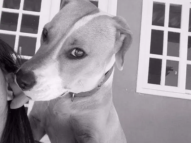Cachorro raça American Starforshire Terrier idade 7 a 11 meses nome Mel