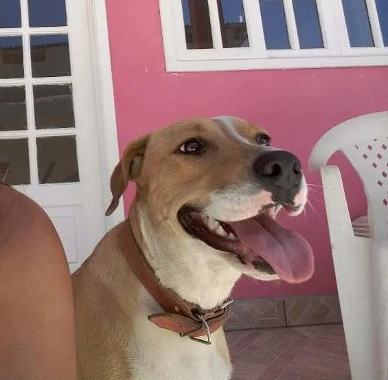 Cachorro raça American Starforshire Terrier idade 7 a 11 meses nome Mel