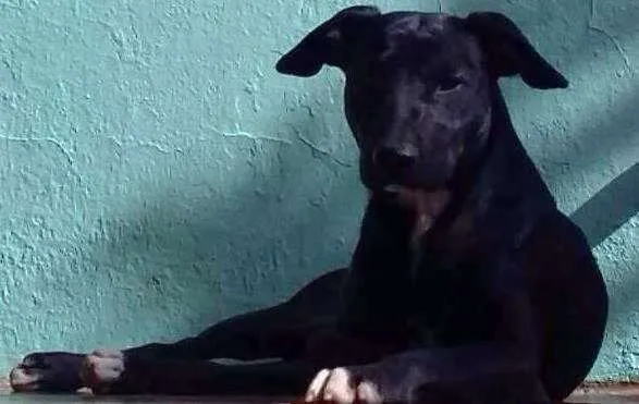 Cachorro ra a SRD idade 1 ano nome Lancelote