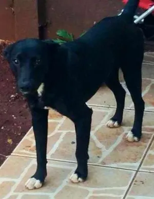 Cachorro raça SRD idade 1 ano nome Lancelote