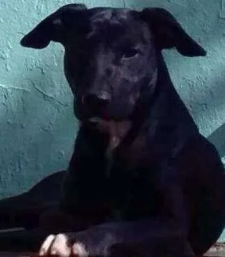 Cachorro ra a SRD idade 1 ano nome Lancelote