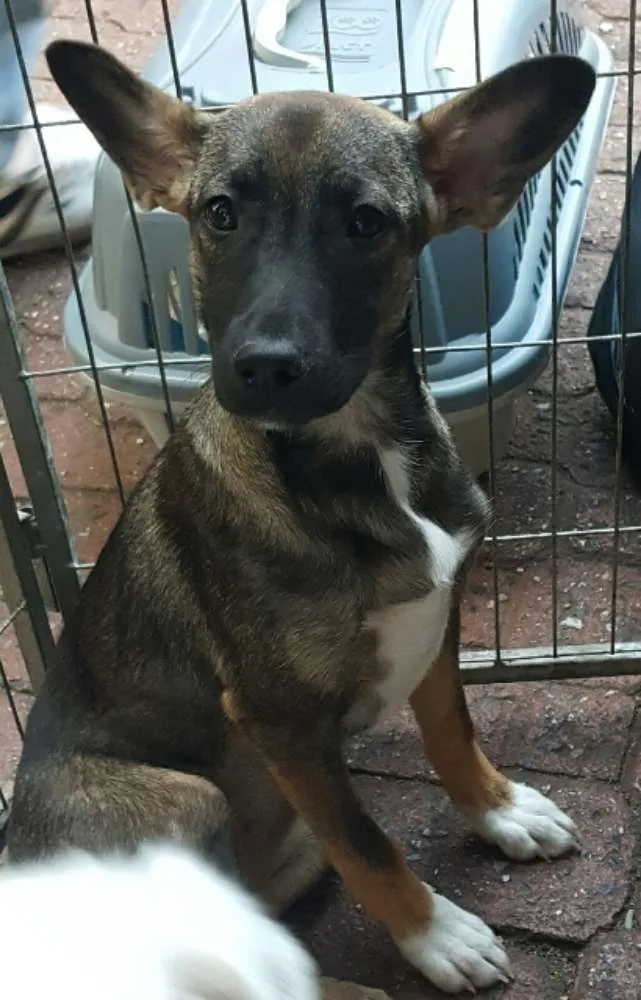 Cachorro ra a SRD idade 2 a 6 meses nome mel