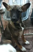 mel