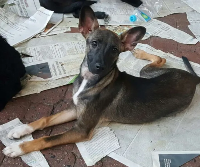 Cachorro ra a SRD idade 2 a 6 meses nome mel