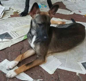Cachorro raça SRD idade 2 a 6 meses nome mel