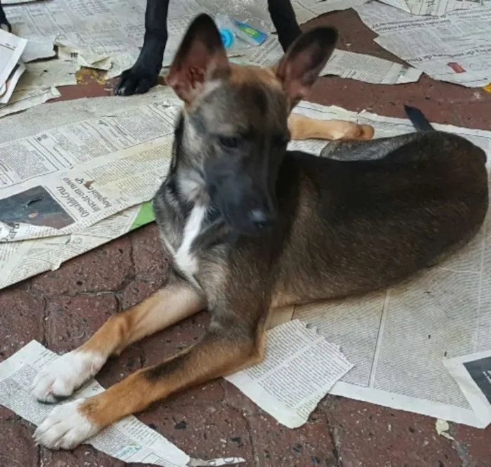 Cachorro ra a SRD idade 2 a 6 meses nome mel