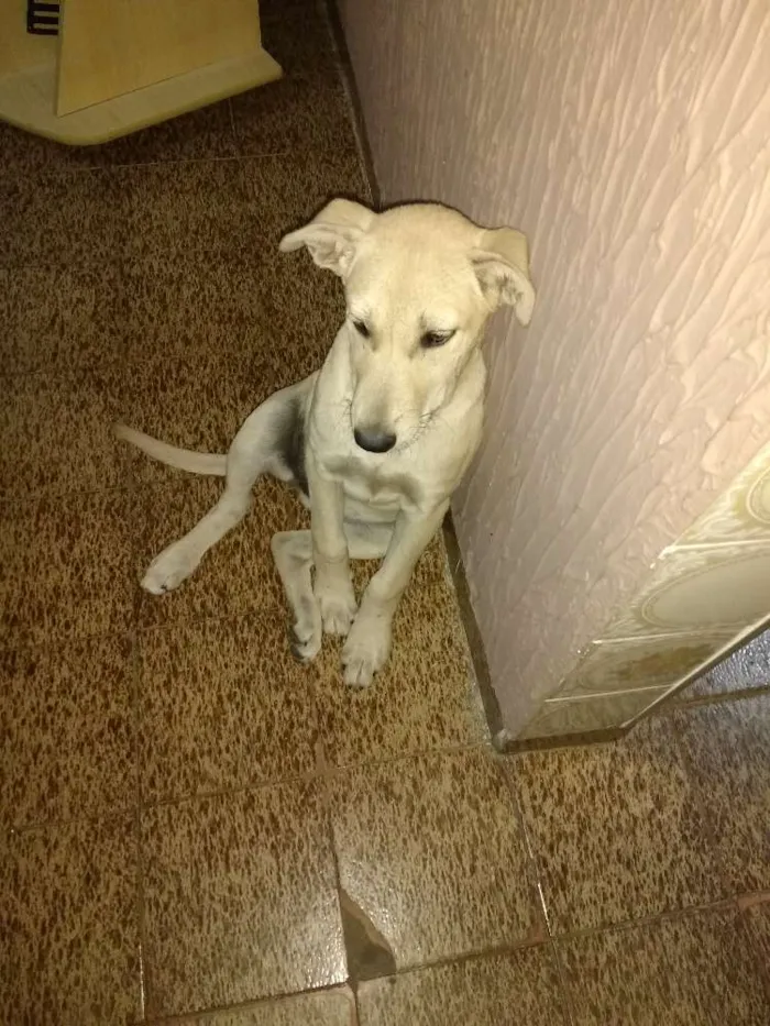Cachorro ra a Mestiço labrador idade 2 a 6 meses nome Sem nome