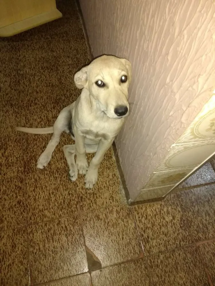 Cachorro ra a Mestiço labrador idade 2 a 6 meses nome Sem nome