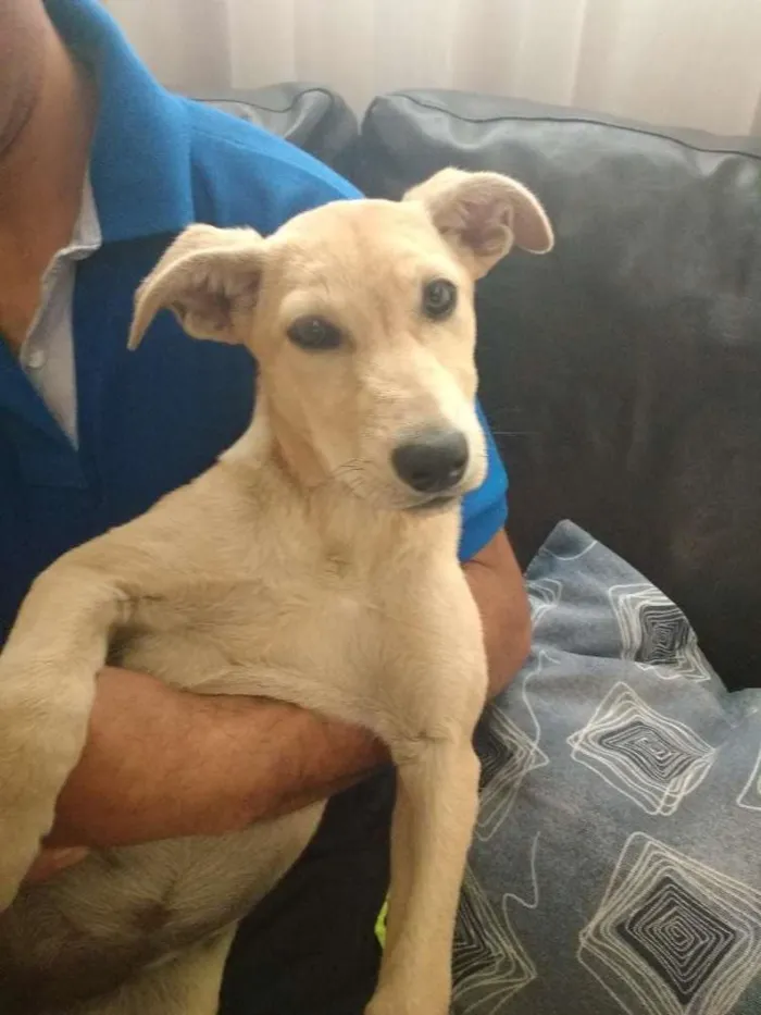 Cachorro ra a Mestiço labrador idade 2 a 6 meses nome Sem nome