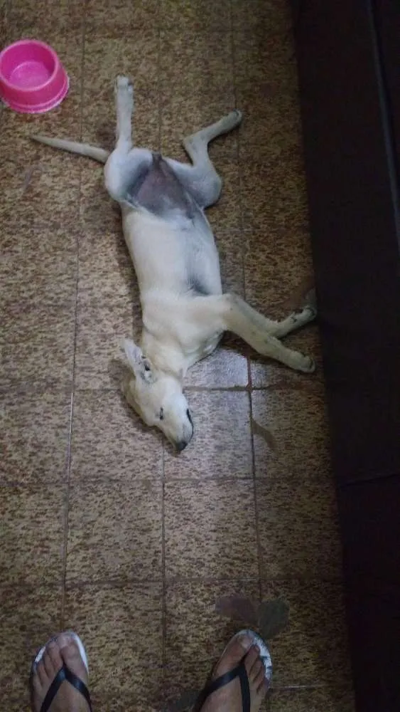 Cachorro ra a Mestiço labrador idade 2 a 6 meses nome Sem nome