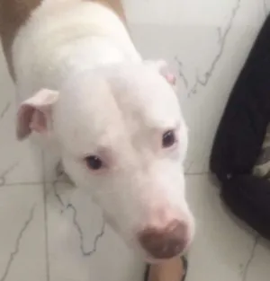 Cachorro raça Pit-Bull idade 2 anos nome Pity