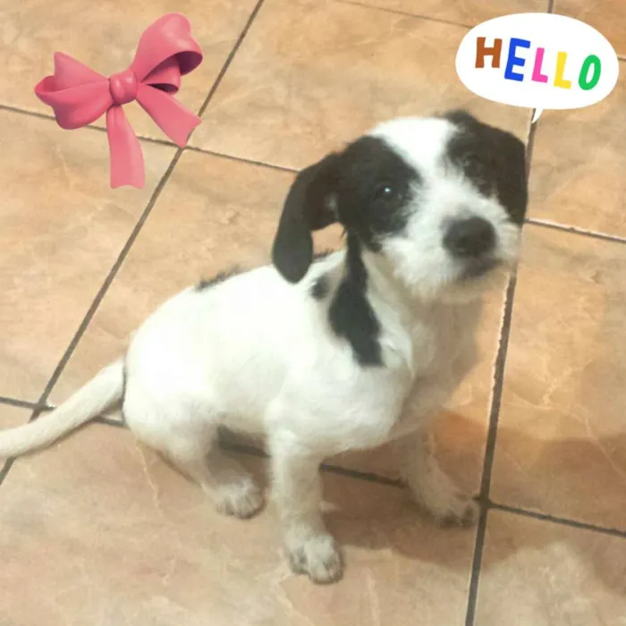 Cachorro ra a Sem raça definida idade 2 a 6 meses nome Shakira