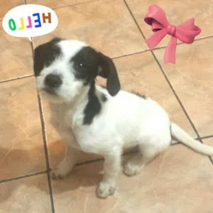 Cachorro raça Sem raça definida idade 2 a 6 meses nome Shakira