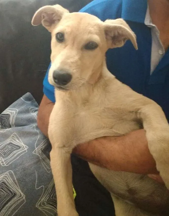 Cachorro ra a Mestiço labrador idade 2 a 6 meses nome Sem nome