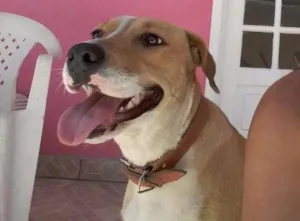 Cachorro raça American Starforshire Terrier idade 7 a 11 meses nome Mel