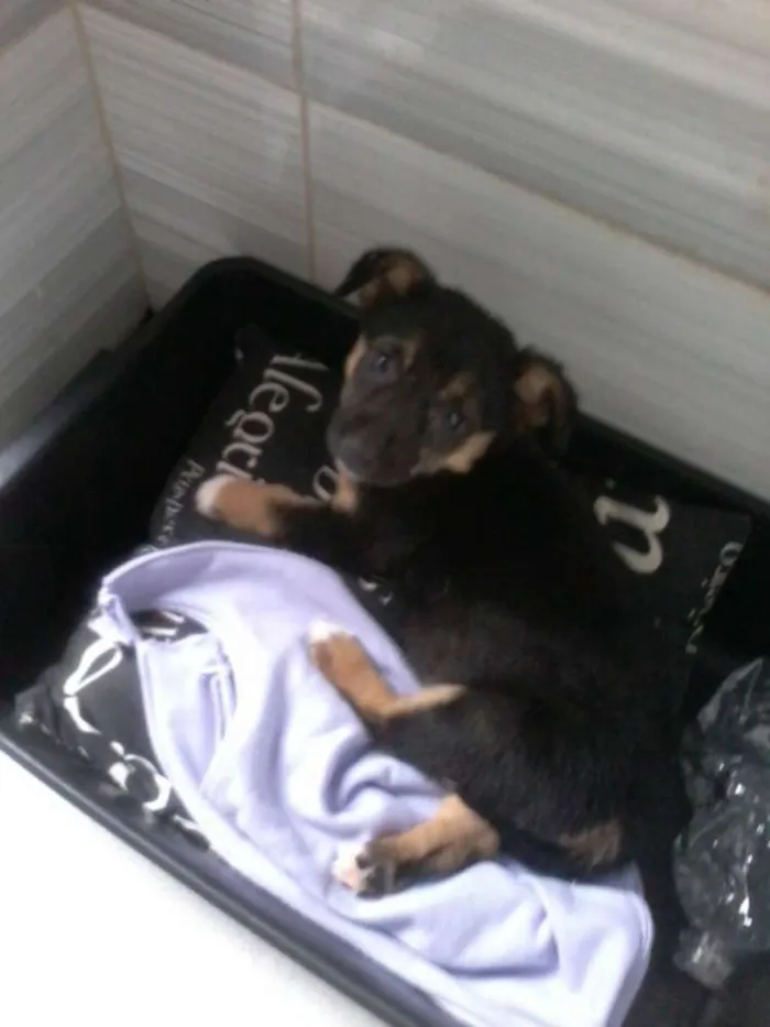 Cachorro ra a srd idade 2 a 6 meses nome Bibi
