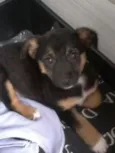 Bibi