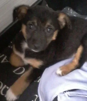 Cachorro raça srd idade 2 a 6 meses nome Bibi