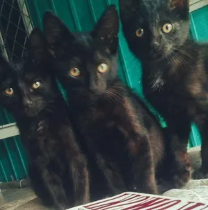 Gato raça  idade 2 a 6 meses nome Sem nomes