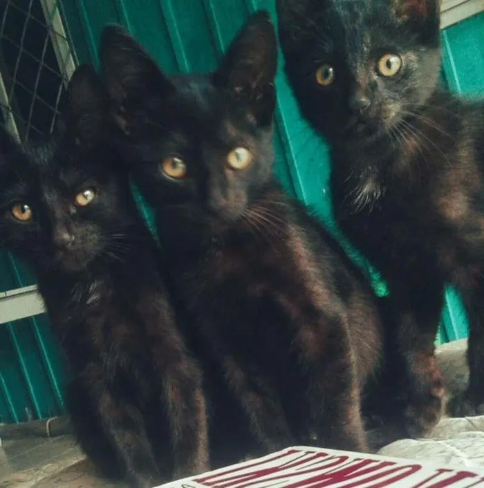 Gato ra a  idade 2 a 6 meses nome Sem nomes