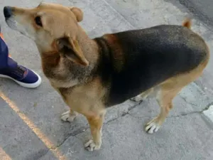 Cachorro raça vira lata idade 2 anos nome nao sei ainda
