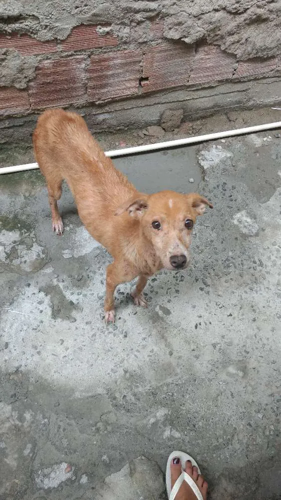 Cachorro ra a Vira-lata idade 5 anos nome Latifa