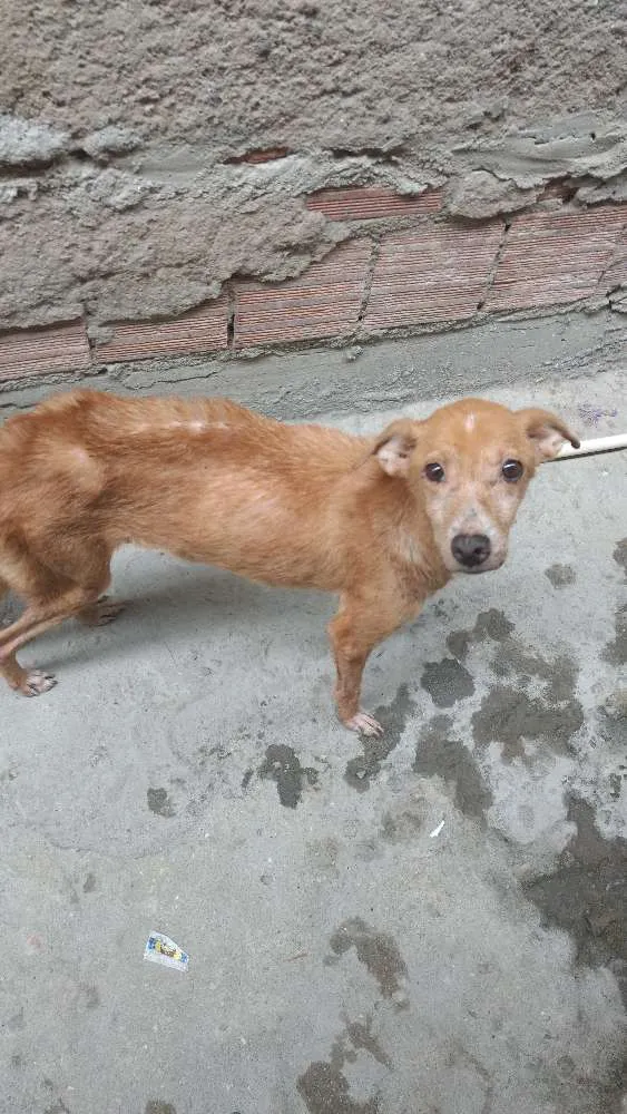 Cachorro ra a Vira-lata idade 5 anos nome Latifa