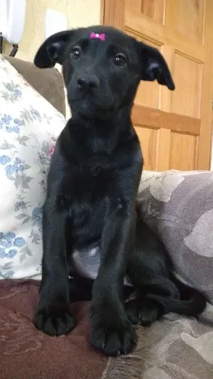 Cachorro raça SRD idade 2 a 6 meses nome SONECA/JOANINHA