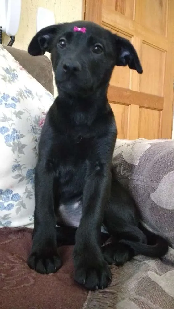 Cachorro ra a SRD idade 2 a 6 meses nome SONECA/JOANINHA