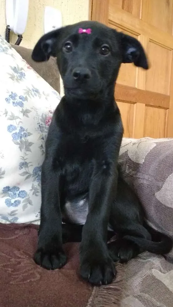 Cachorro ra a SRD idade 2 a 6 meses nome SONECA/JOANINHA