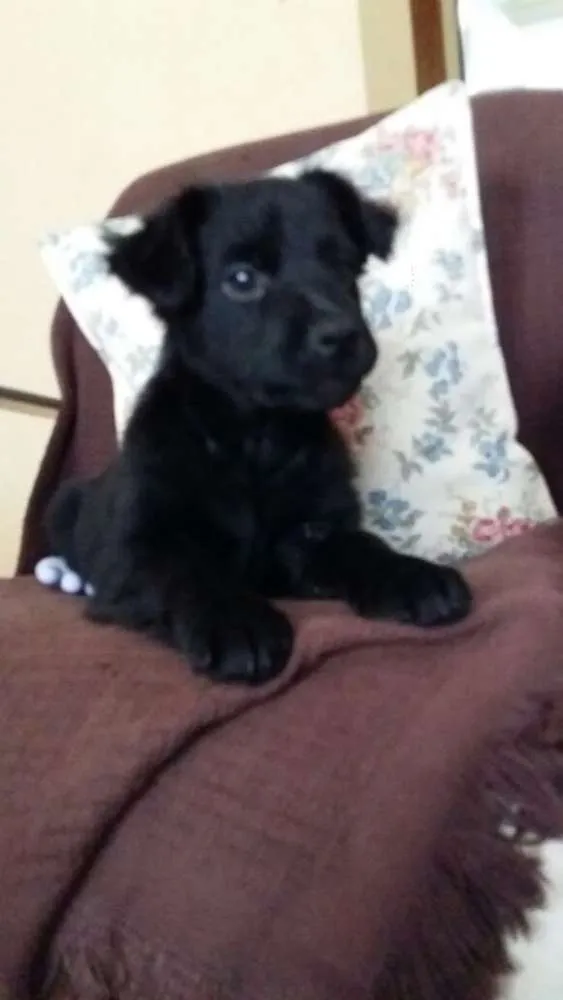 Cachorro ra a SRD idade 2 a 6 meses nome SONECA/JOANINHA