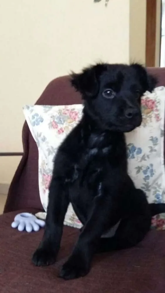 Cachorro ra a SRD idade 2 a 6 meses nome SONECA/JOANINHA