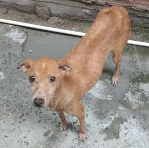 Cachorro raça Vira-lata idade 5 anos nome Latifa