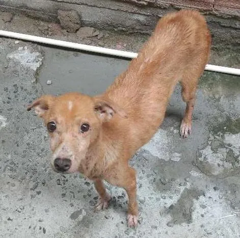 Cachorro ra a Vira-lata idade 5 anos nome Latifa