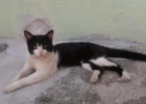 Gato raça  idade 2 a 6 meses nome ADOTE