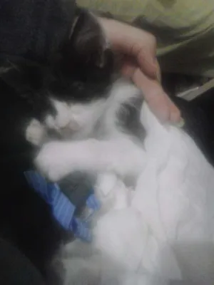 Gato raça  idade 2 a 6 meses nome sem nome