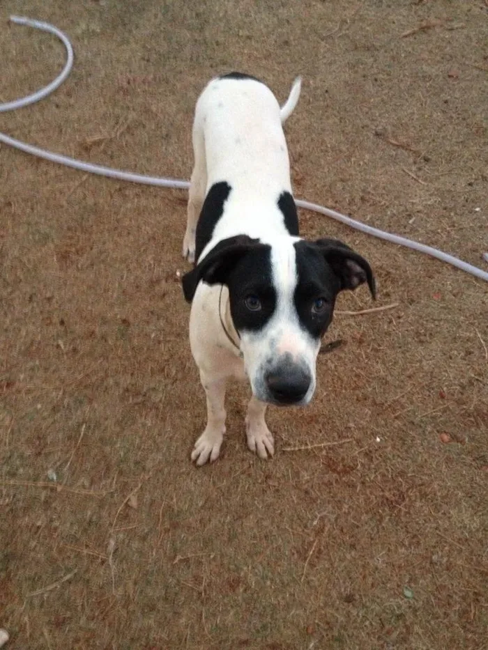 Cachorro ra a SRD idade 7 a 11 meses nome Péti