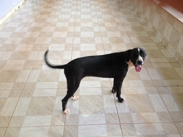 Cachorro ra a SRD idade 7 a 11 meses nome Chiara