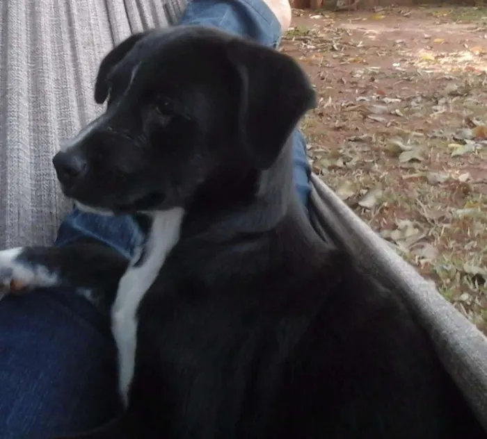 Cachorro raça SRD idade 2 a 6 meses nome Dean
