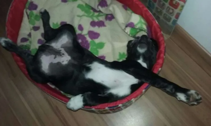 Cachorro raça SRD idade 2 a 6 meses nome Dean