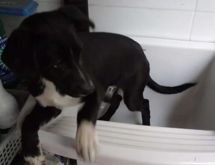 Cachorro raça SRD idade 2 a 6 meses nome Dean
