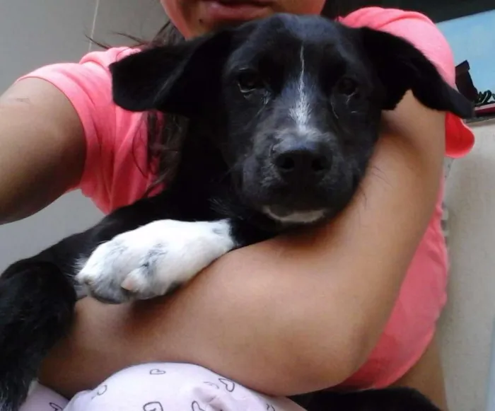 Cachorro raça SRD idade 2 a 6 meses nome Dean
