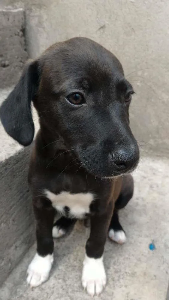 Cachorro ra a SRD idade 2 a 6 meses nome sem nome