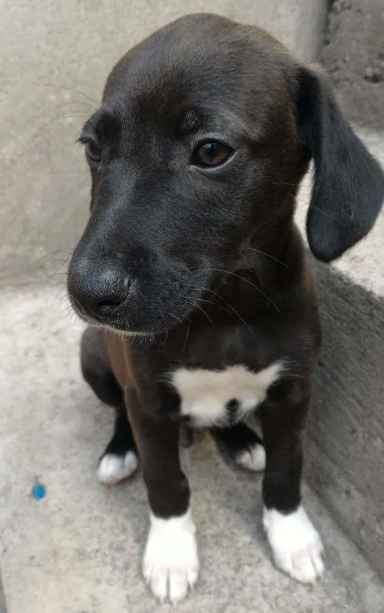 Cachorro ra a SRD idade 2 a 6 meses nome sem nome